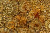 Composite Plate Of Agatized Ammonite Fossils #130576-1